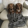 Oscar’s Mate